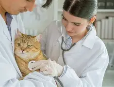 Cat patient